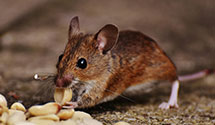 24 Hour & Emergency Exterminators in Department Of Revenue, PA